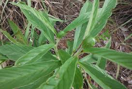 Image result for Pleiotaxis