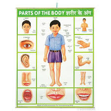 Check spelling or type a new query. Parts Of The Body Body Name Body Chart Body Anatomy