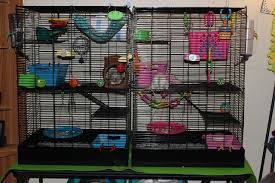 The Rat Whisperer Petco Rat Manor Replacement Parts Review Pet Rats Rats Rat Cage
