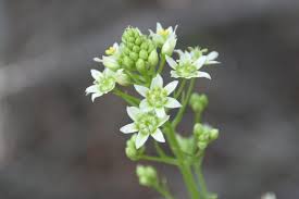 Image result for Tristemma leiocalyx