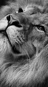Black And White Dark Theme Lion Wallpaper 4k Animal Lion 1080 1920 Mobile Wallpaper A Collection Of High Quality Free Dark Themed Wallpapers That Tr Majestic Animals Animals Beautiful Lion Wallpaper