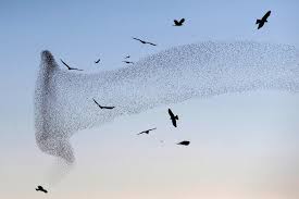 Why Do Birds Fly South For The Winter Biology Stunning Starling Murmuration In Israeli Desert In Pictures Murmuration Starling Beautiful Birds