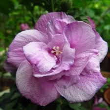 Image result for Hibiscus syriacus Violet Clair Double