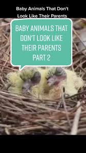 8 Baby Animals That Don'T Look Like Their Parents