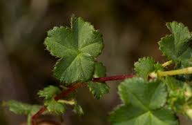 Image result for Alchemilla ellenbeckii