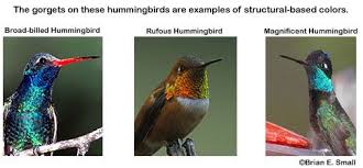 How Birds Make Colorful Feathers Bird Academy The Cornell Lab Colorful Feathers Structural Color Color