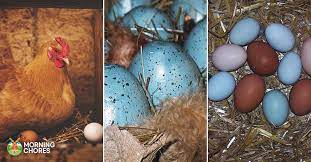 That being said, you may notice a slight decrease in pigmentation in the eggshell. Chicken Breeds That Lay Blue Green Pink White And Other Egg Colors