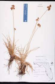Image result for Fimbristylis aphylla