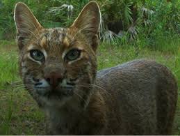 We did not find results for: Couple Injured In Possible Bobcat Attack In South Florida Wusf Public Media