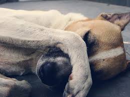 Online dog training 03 dog. All About Canine Care A Passion For Well Trained Dogs The Skills To Deliver