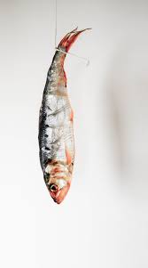 Esl Il Missoltino Del Lago Di Como Le Eccellenze Del Territorio Lab Leccofoodsystem Tramandare L Arte Di Fare I Missoltini Essiccati Naturalmen Poisson
