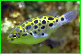 We did not find results for: 5 Daftar Jenis Ikan Hias Air Tawar Langka Daftarhewan Com