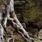 Stones, Bones & Roots: Returning Home