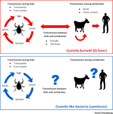 Image result for Q Fever