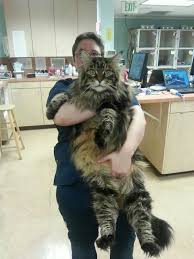 Some are amusing, some are fantastic flights of fantasy and some are merely plausible. Beautiful Big Maine Coon Cat Eyebleach