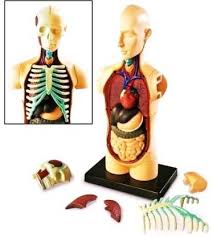 Jul 30, 2020 · working as a team, these muscles contract to flex, laterally bend, and rotate the torso. Generic Human 4d Body Torso Anatomy Model Organs Science Biology Medical 3d Model Puzzel For Ages 8 Price In India Buy Generic Human 4d Body Torso Anatomy Model Organs Science Biology Medical