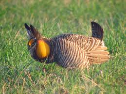 Greater Prairie Chicken Wikipedia