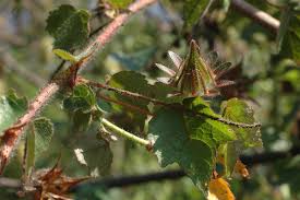 Image result for Hibiscus surattensis