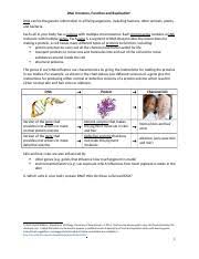 Synthesis worksheet answers, dna and replication worksheet answers and dna replication worksheet answer key. Dna Structure Function And Replication 2 Dna Structure Function And Replication1 Dna Carries The Genetic Information In All Living Organisms Course Hero