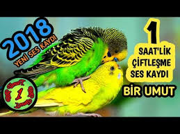 1 Saat Lik Ciftlesme Sesi Muhabbet Kusu Youtube