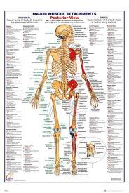 Human anatomy and body systems sample template. Anatomy Charts Posters Prints Paintings Wall Art Allposters Com