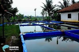 Budidaya Ikan Sidat Dengan Kolam Terpal Di 2020 Kolam Ikan Ikan Air Tawar