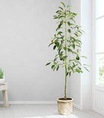 20 Indoor Fruit Tree Pictures For Inspiration Avocado Plant Indoor Fruit Trees Avocado Tree For Sale