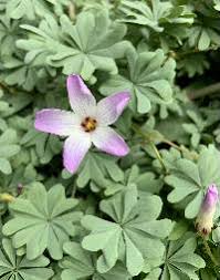 Image result for Oxalis anthelmintica