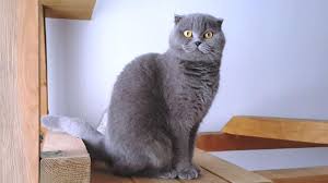 Blue Empire Michelle Disi Lovetouch Cattery Kedi Evi