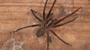 How long can a dog live for without food? Giant House Spider The Wildlife Trusts