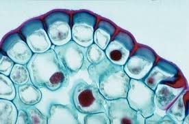 Jul 01, 2021 · the optical parts of the microscope are used to view, magnify, and produce an image from a specimen placed on a slide. 470177 554 Generalized Plant Cell Slide Generalized Plant Cell Slide Each Amazon Com Industrial Scientific