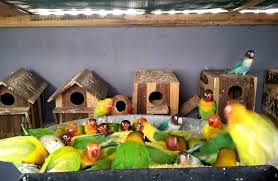 Maybe you would like to learn more about one of these? Cara Ternak Lovebird Koloni Untuk Pemula