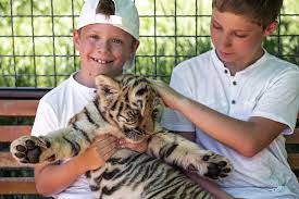 For starters, tigers are obligate carnivores with big appetites. Sorry Tiger King But Big Cats Don T Make Good Pets Discover Magazine