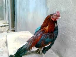 And all pakistani aseel rooster breed. Aseel Murga Fight Shefalitayal