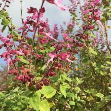 Image result for Syncolostemon