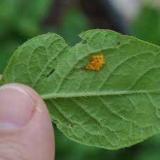 Directory Of Garden Pests And Diseases Gardeners Supply