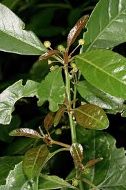 Image result for Clutia