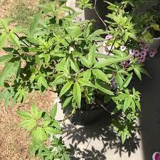 Image result for Chasteberry