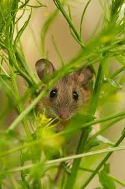 Pin By Jennifer Lambert On Cute Critters Cute Animals Animals Beautiful Animals Wild