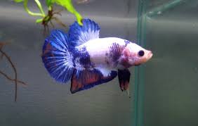 Enjoy latest betta strains enjoy. The Candy Betta Animal Scene Magazine