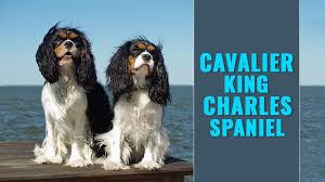 Cavalier king charles spaniel dog breeders, brookglenfarm, rock cliff cavaliers 4 colors, top ranked show champions bentley park cavaliers, 3 cavalier males. Cavalier King Charles Spaniel Dog Breed Information Facts Petmoo
