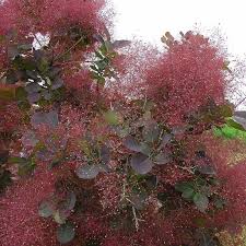 Cotinus Coggygria Royal Purple Arbre A Perruques Pourpre Arbre A Perruque Arbre Feuillage Caduc