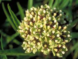 Milkweed Guide Choose Best Plants For Monarch Butterflies Texas Butterfly Ranch