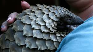 Pangolins are found in tropical asia and africa and are 30 to 90 cm (1 to 3 feet) long exclusive of the tail. Singapore Seizes Record 28 Tons Of Pangolin Scales In A Week Ctv News