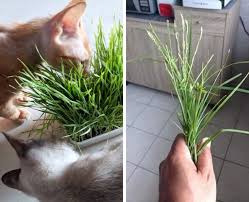 Atau baru saja mengadopsi kucing? Rumput Ni Bukan Sebarang Rumput Bagus Nak Rawat Kucing Yang Sakit Keluarga