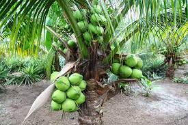 Ia merupakan kelapa hibrid yang dihasilkan daripada pendebungaan silang kelapa rendah malaya dan kelapa. Kelapa Analisa Industri Myagri Com Mymyagri Com My