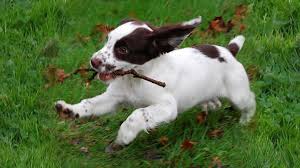 We continue to breed for an all around dog with consideration to soundness, temperament and spaniel type. English Springer Spaniel Must Know Facts And Traits Petmoo