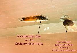 Filling the channels they have created with caulk and painting the surface discourages their return, according to about.com insect section. Boring Wood Boring Wasps Or Bees