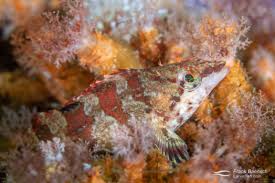 Image result for Oxyrhachis gracillima