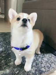 Pin By Yeka On Moon Byul Yi Cute Corgi Animals Pets